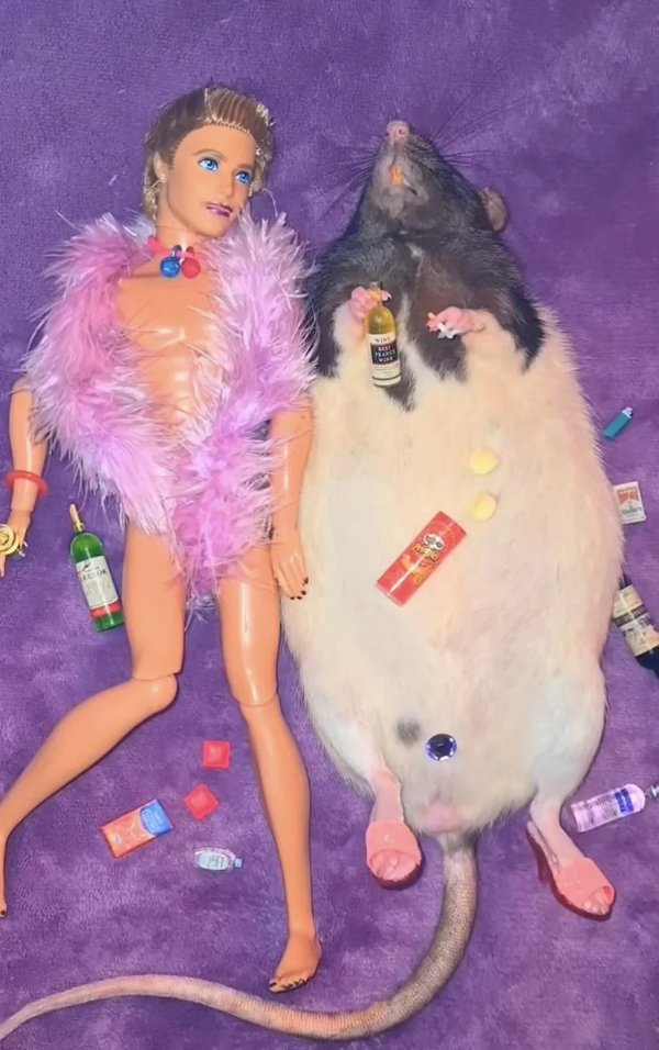 What Is Going On Here? (30 pics)