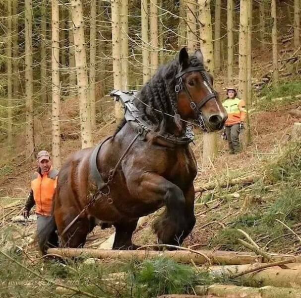 Giant Things (17 pics)
