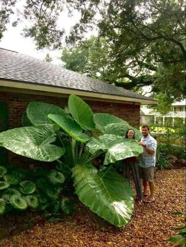 Giant Things (17 pics)