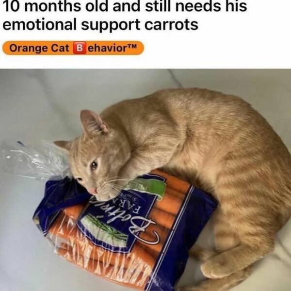 Photos For Cat Lovers (21 pics)