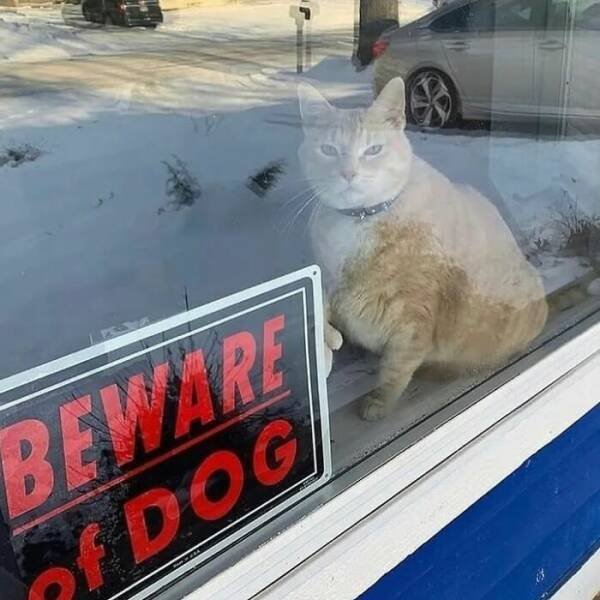 Photos For Cat Lovers (21 pics)