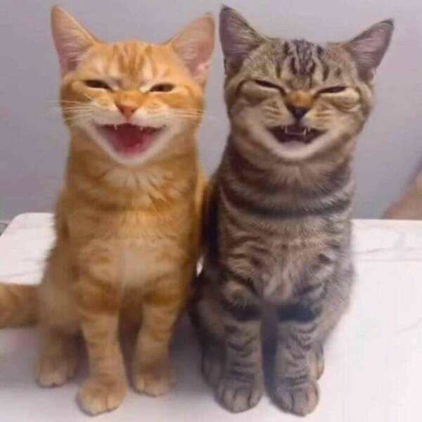 Photos For Cat Lovers (21 pics)