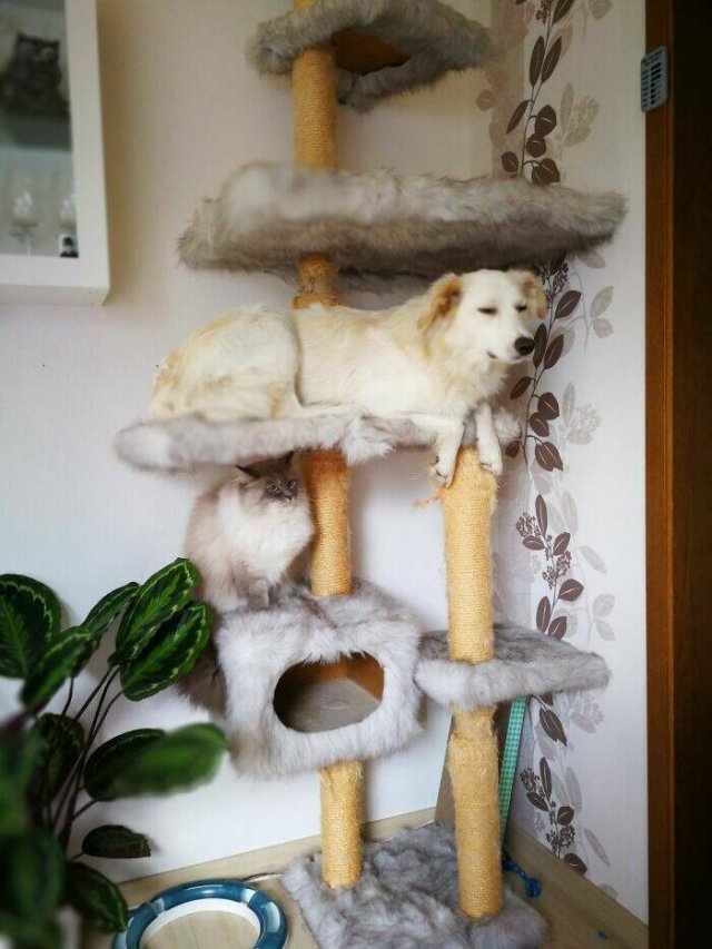 Photos For Cat Lovers (21 pics)