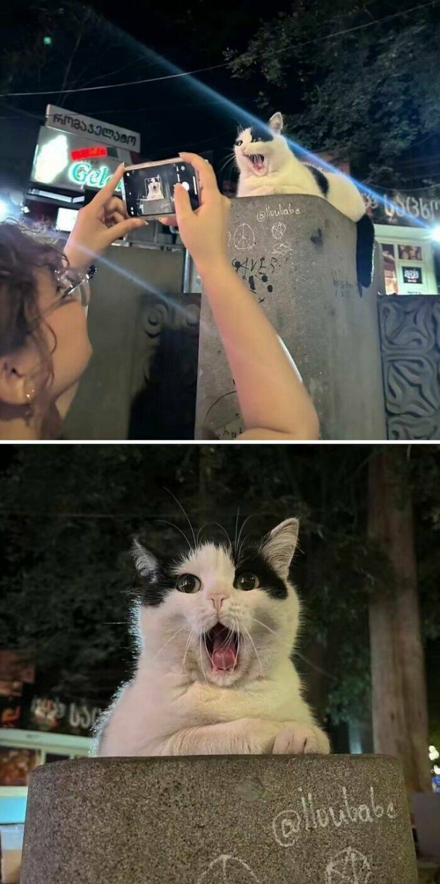 Photos For Cat Lovers (21 pics)