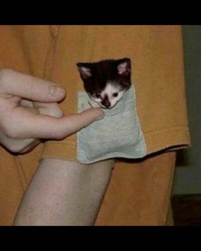 Photos For Cat Lovers (21 pics)