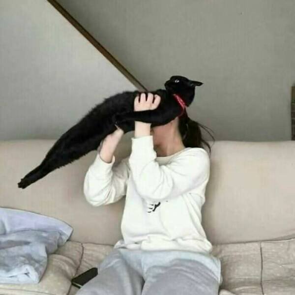 Photos For Cat Lovers (21 pics)