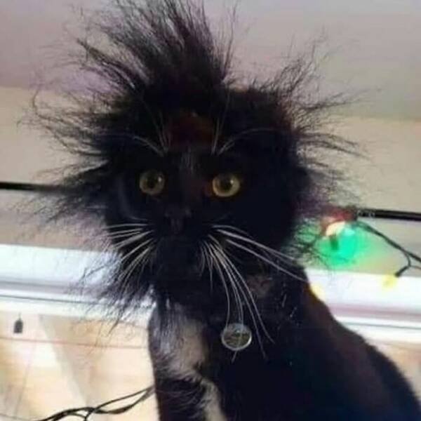 Photos For Cat Lovers (21 pics)
