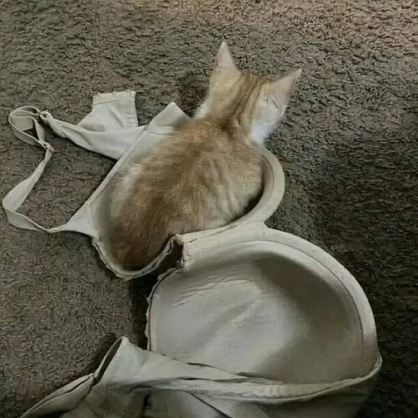 Photos For Cat Lovers (21 pics)