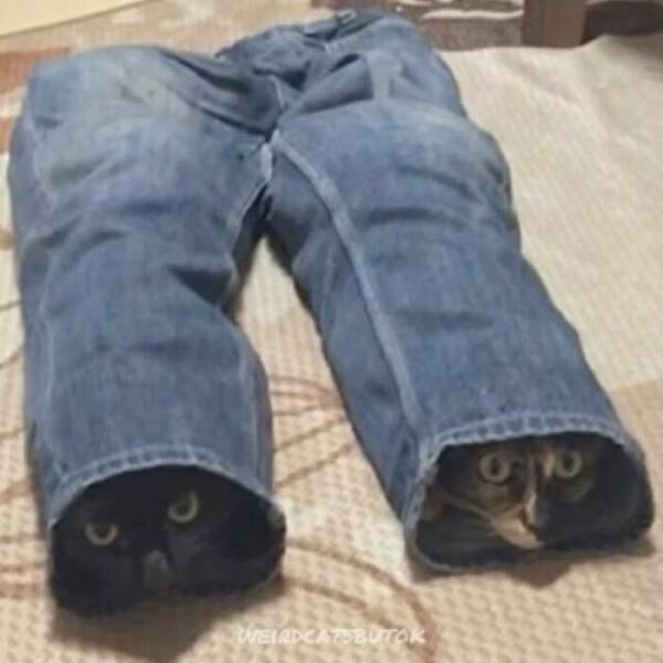 Photos For Cat Lovers (21 pics)