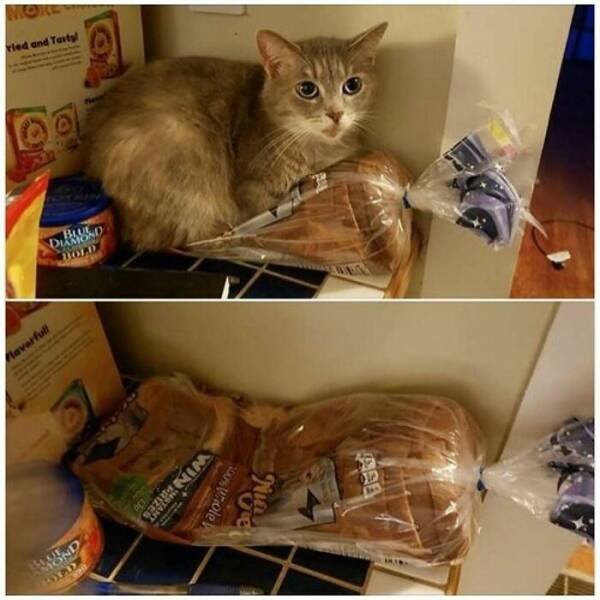 Photos For Cat Lovers (21 pics)