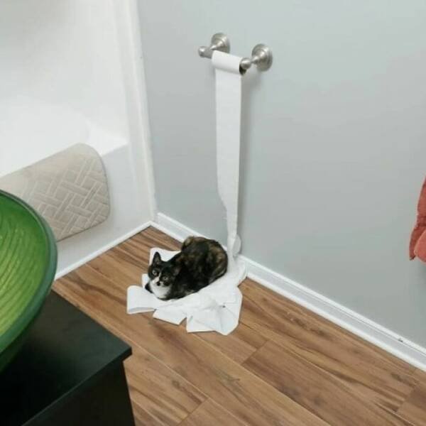 Photos For Cat Lovers (21 pics)