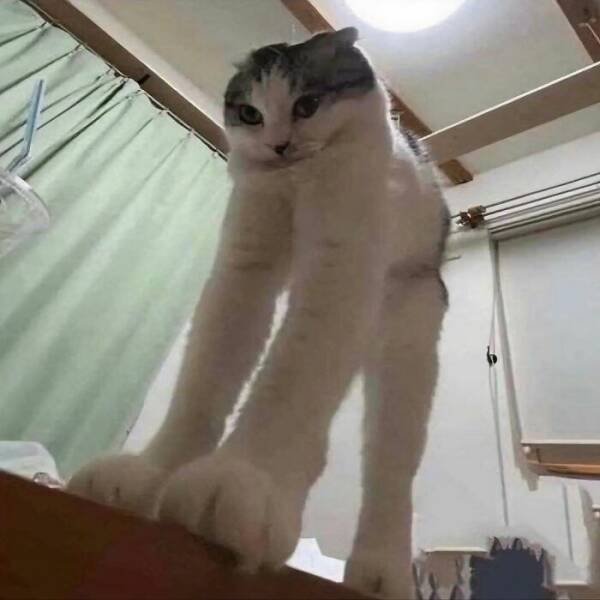 Photos For Cat Lovers (21 pics)