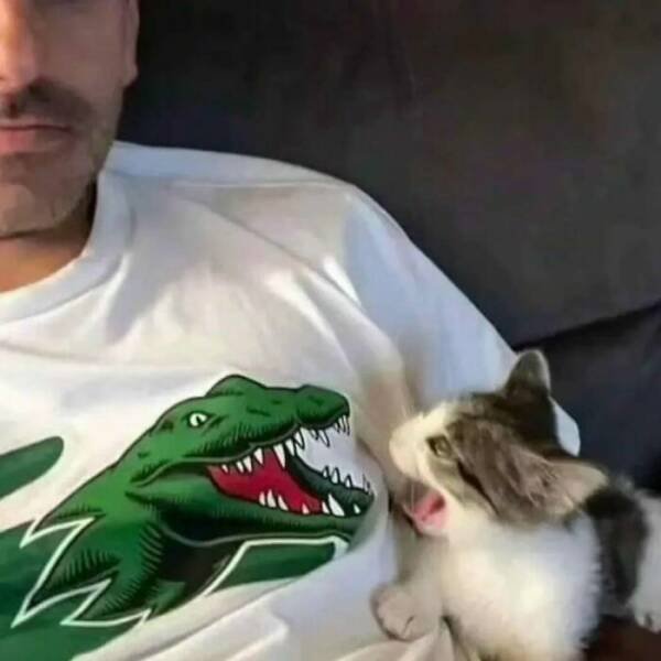 Photos For Cat Lovers (21 pics)