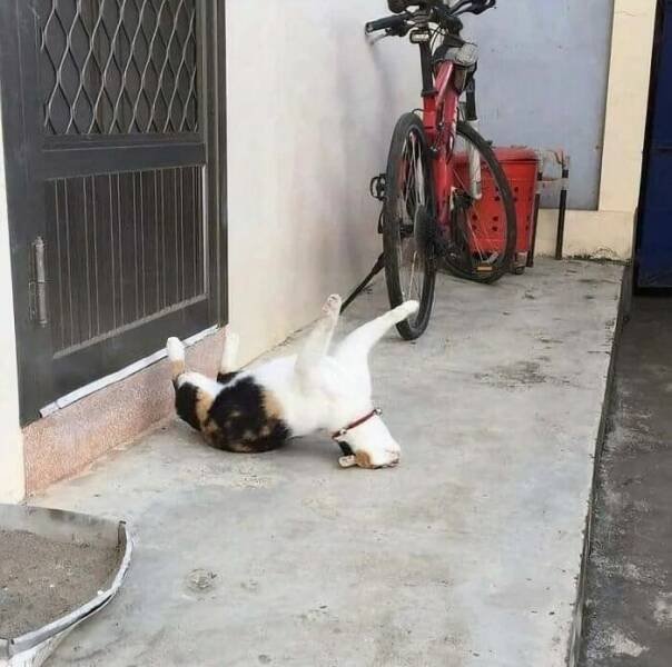 Photos For Cat Lovers (21 pics)