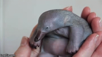 Random Facts (15 gifs)