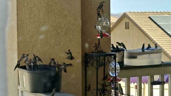 The Heat Is Horrible (27 pics)