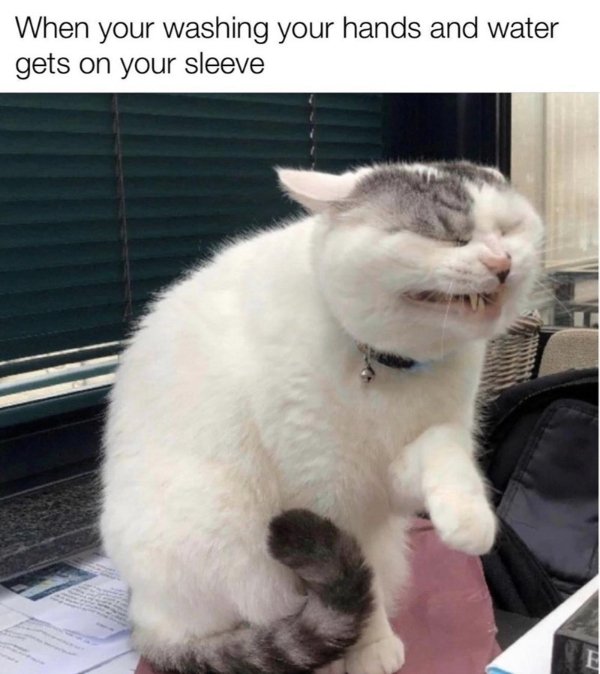 Jokes And Photos For Cats Lovers (31 pics)