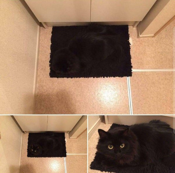 Jokes And Photos For Cats Lovers (31 pics)