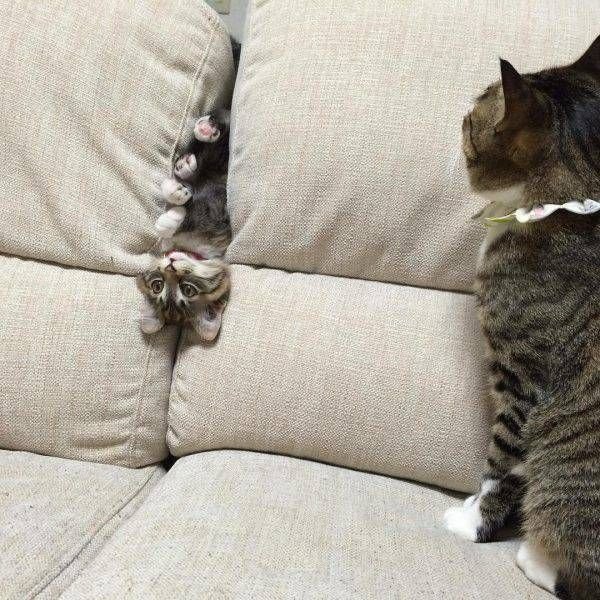 Jokes And Photos For Cats Lovers (31 pics)