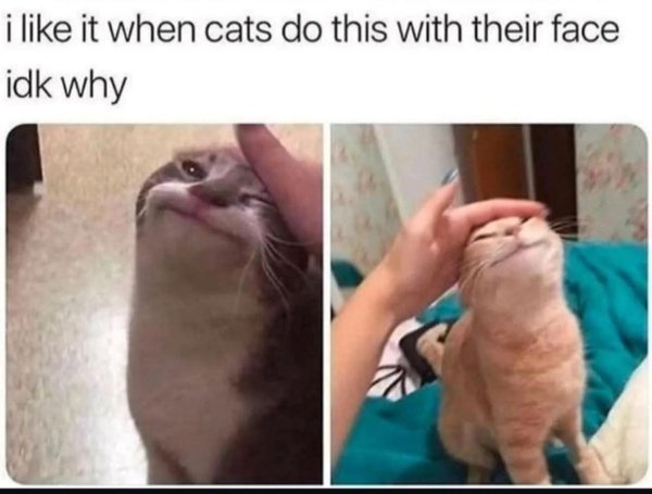 Jokes And Photos For Cats Lovers (31 pics)