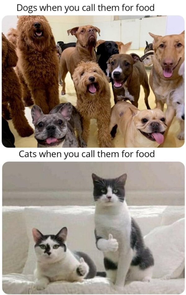 Jokes And Photos For Cats Lovers (31 pics)