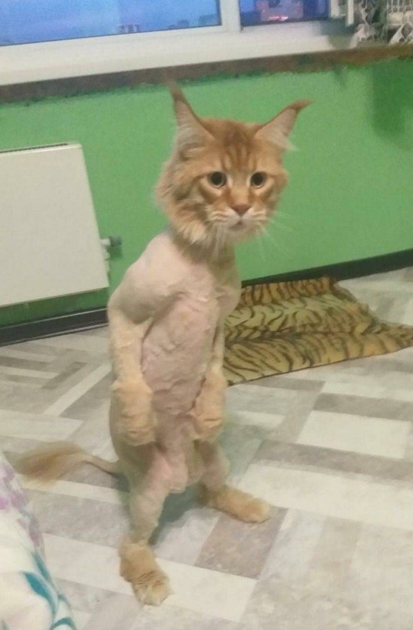 Jokes And Photos For Cats Lovers (31 pics)