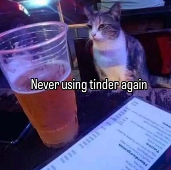 Jokes And Photos For Cats Lovers (31 pics)