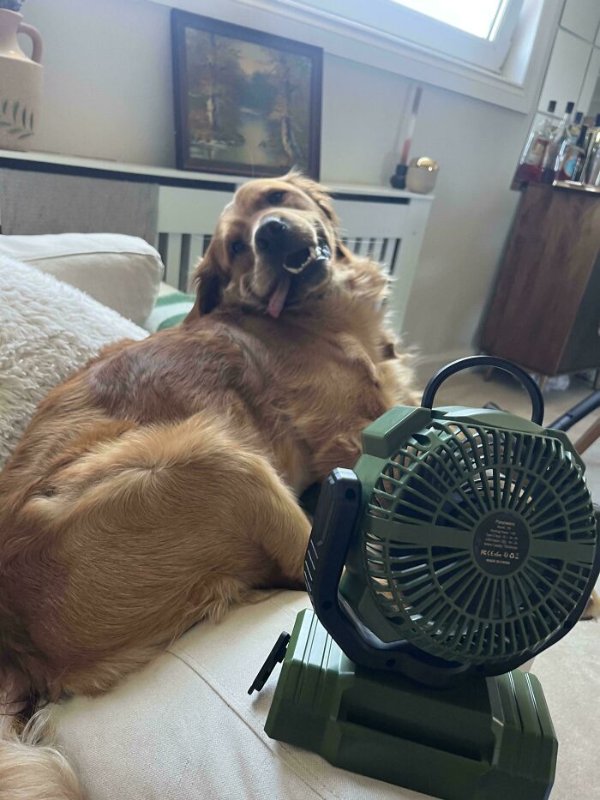 The Heat Is Horrible (27 pics)