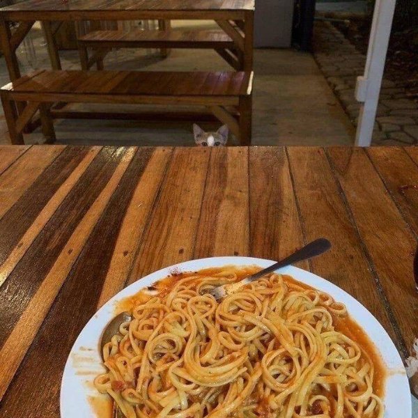 Jokes And Photos For Cats Lovers (31 pics)