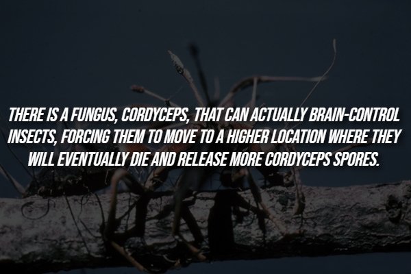 Creepy Facts (14 pics)