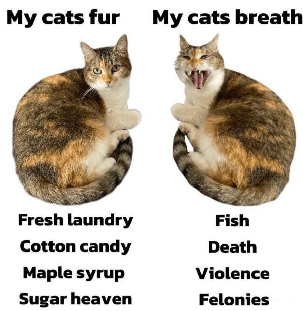Jokes And Photos For Cats Lovers (31 pics)