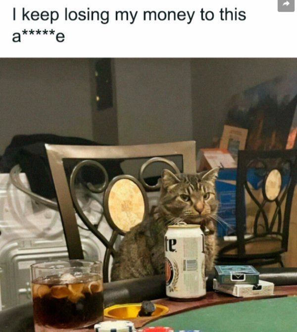 Jokes And Photos For Cats Lovers (31 pics)