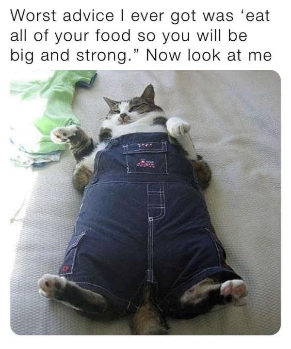 Jokes And Photos For Cats Lovers (31 pics)