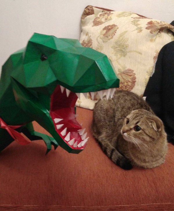 Jokes And Photos For Cats Lovers (31 pics)