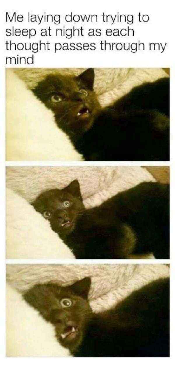 Jokes And Photos For Cats Lovers (31 pics)