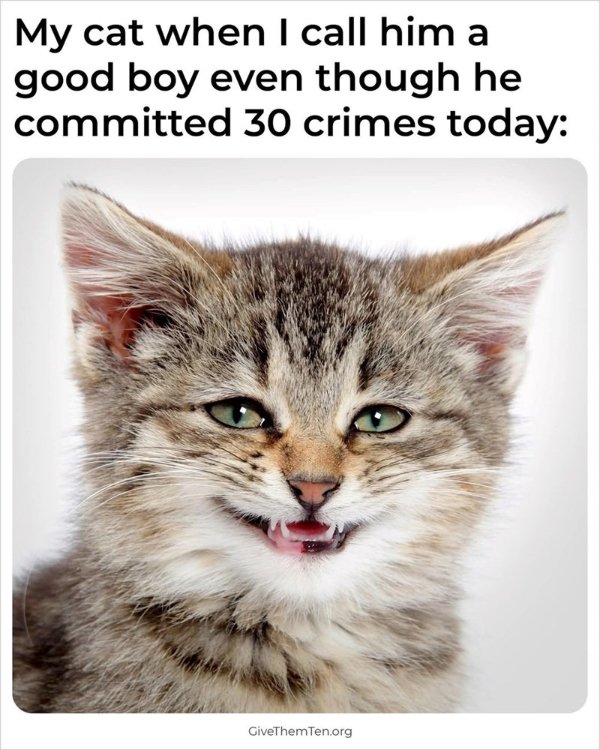 Jokes And Photos For Cats Lovers (31 pics)