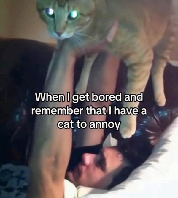 Jokes And Photos For Cats Lovers (31 pics)