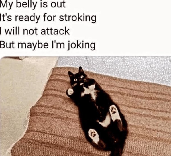 Jokes And Photos For Cats Lovers (31 pics)