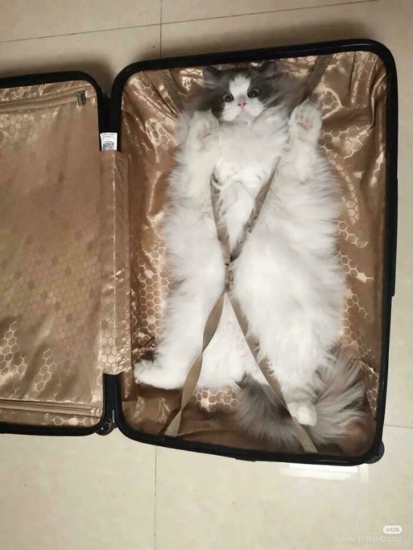 Jokes And Photos For Cats Lovers (31 pics)