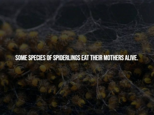 Creepy Facts (15 pics)