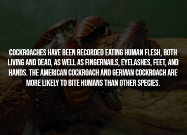 Creepy Facts (15 pics)