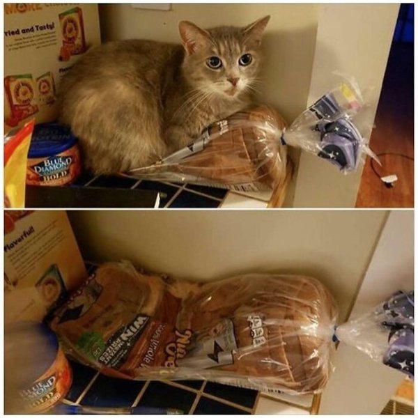 Photos For Cats Lovers (36 pics)
