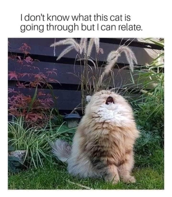 Photos For Cats Lovers (36 pics)