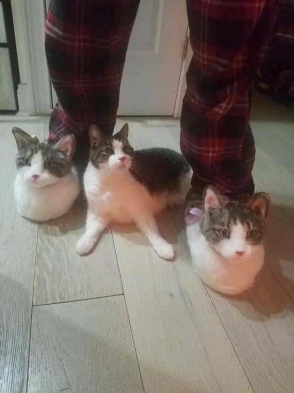 Photos For Cats Lovers (36 pics)