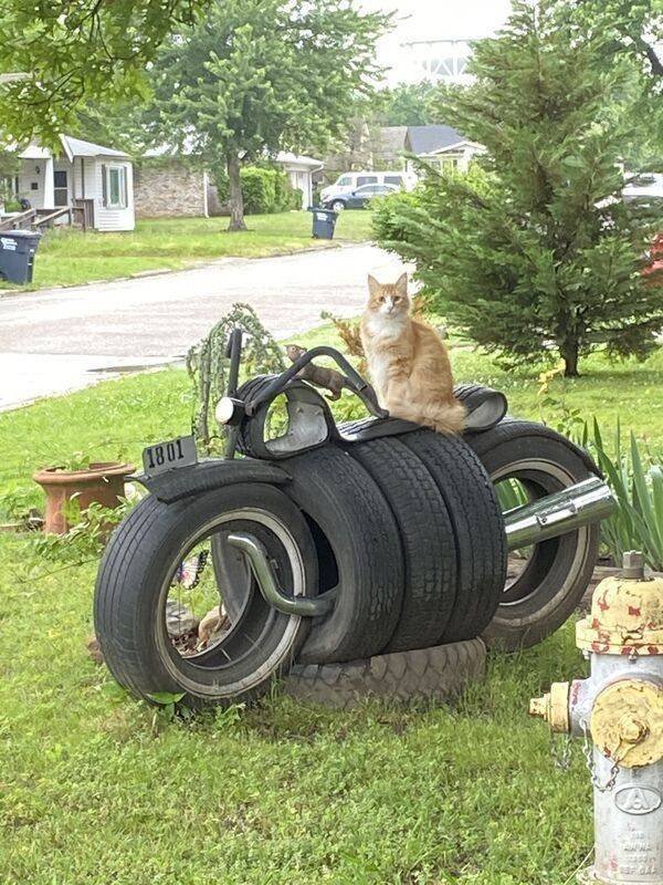 Photos For Cats Lovers (36 pics)