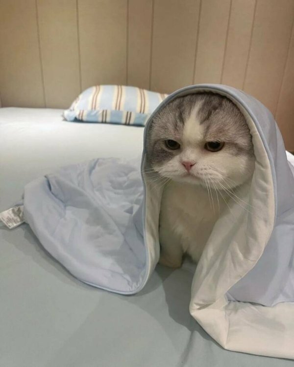 Photos For Cats Lovers (36 pics)