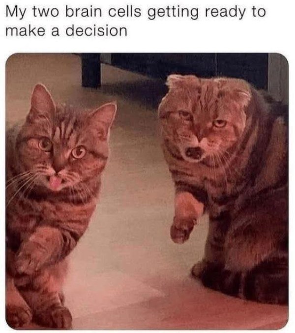 Photos For Cats Lovers (36 pics)