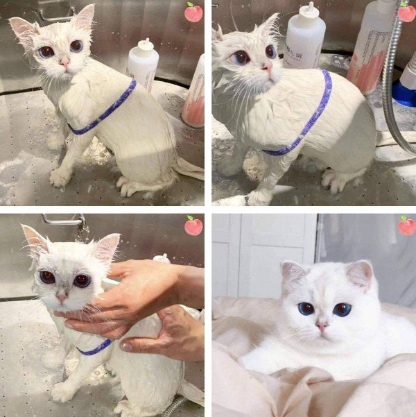 Photos For Cats Lovers (36 pics)