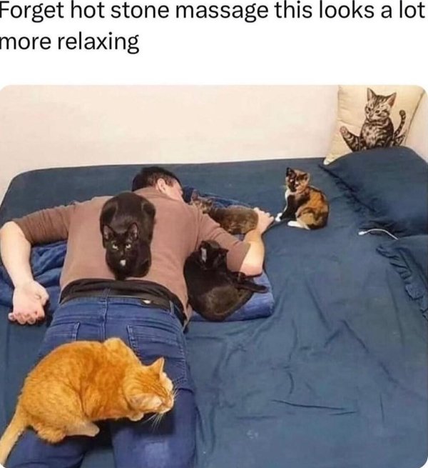 Photos For Cats Lovers (36 pics)