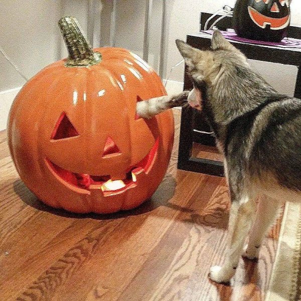 Photos For Cats Lovers (36 pics)